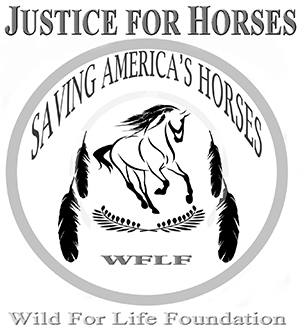 Justice For Horses